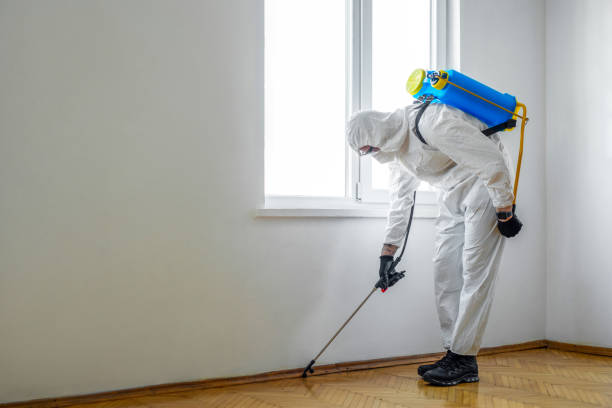 Wasp Removal Services in Holts Summit, MO