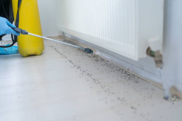 Best Pest Prevention Services  in Holts Summit, MO