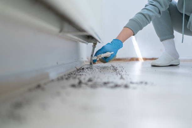 Best Wasp Removal Services  in Holts Summit, MO